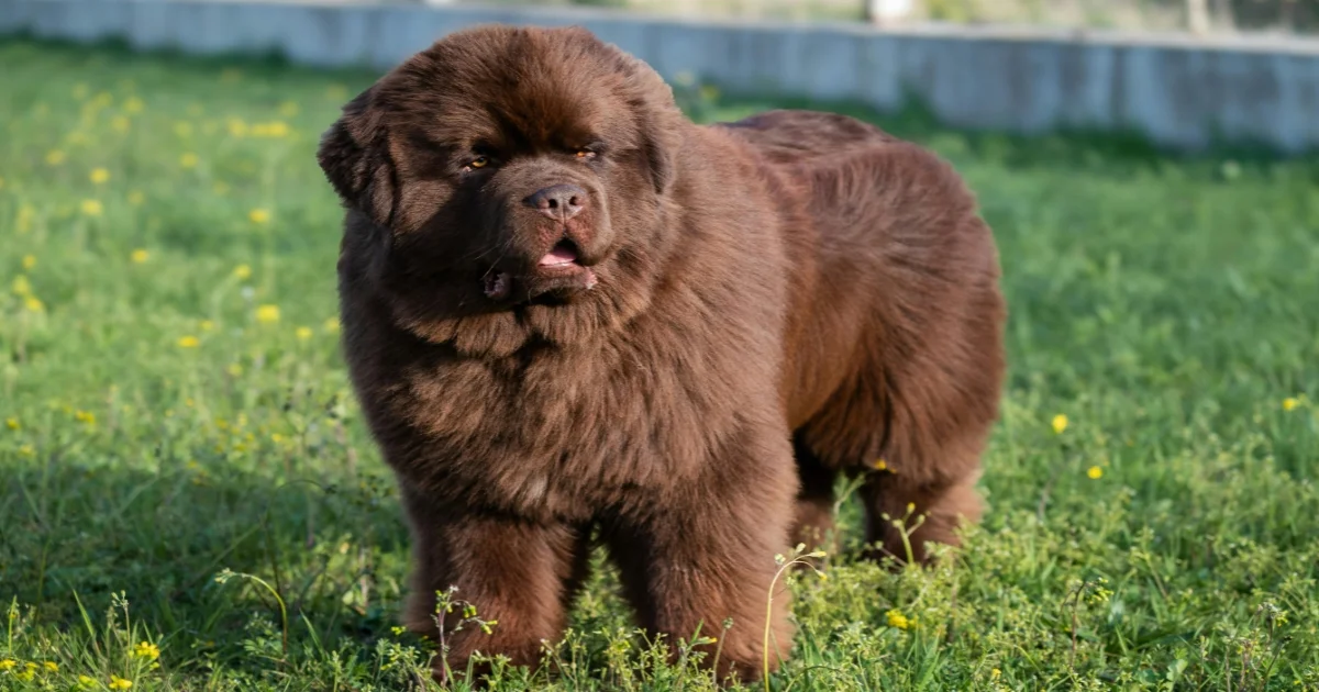 Newfoundland