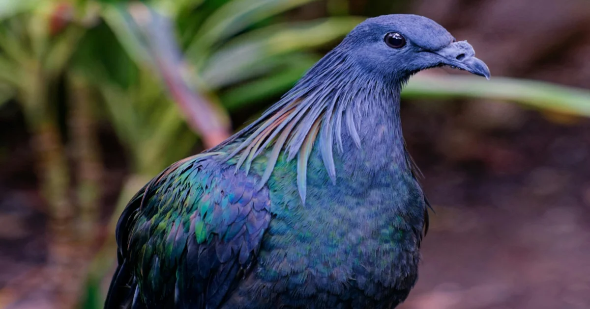 Nicobar Pigeon
