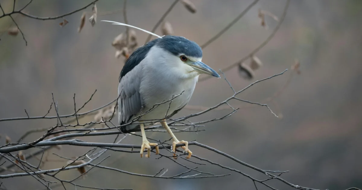 Night Heron