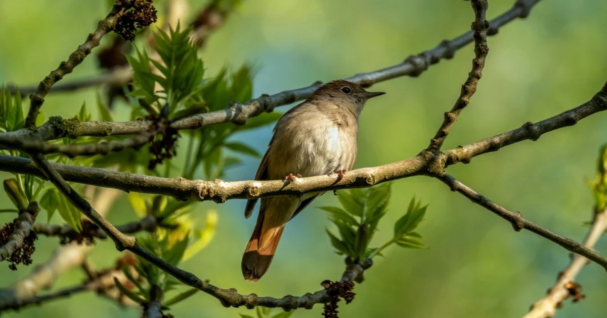 Nightingale
