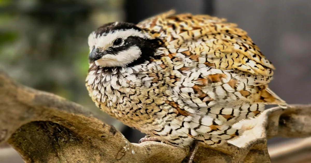 Northern Bobwhite