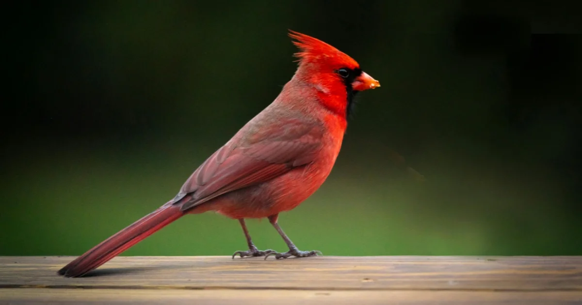 Northern Cardinal
