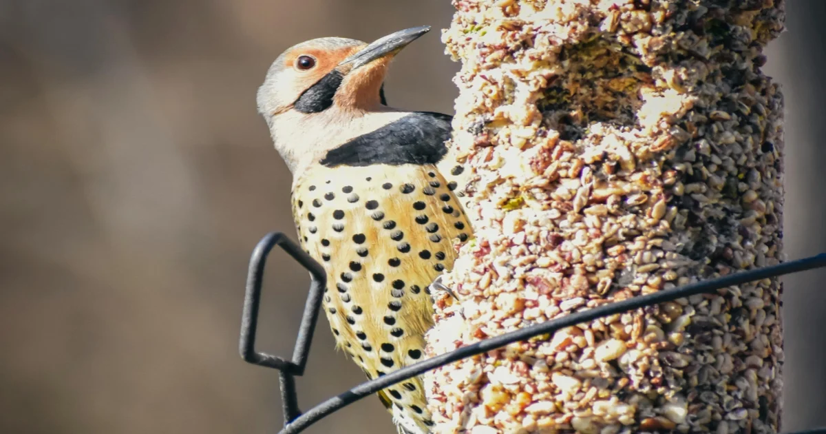 Northern Flicker