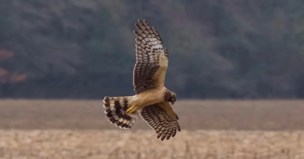Northern Harrier