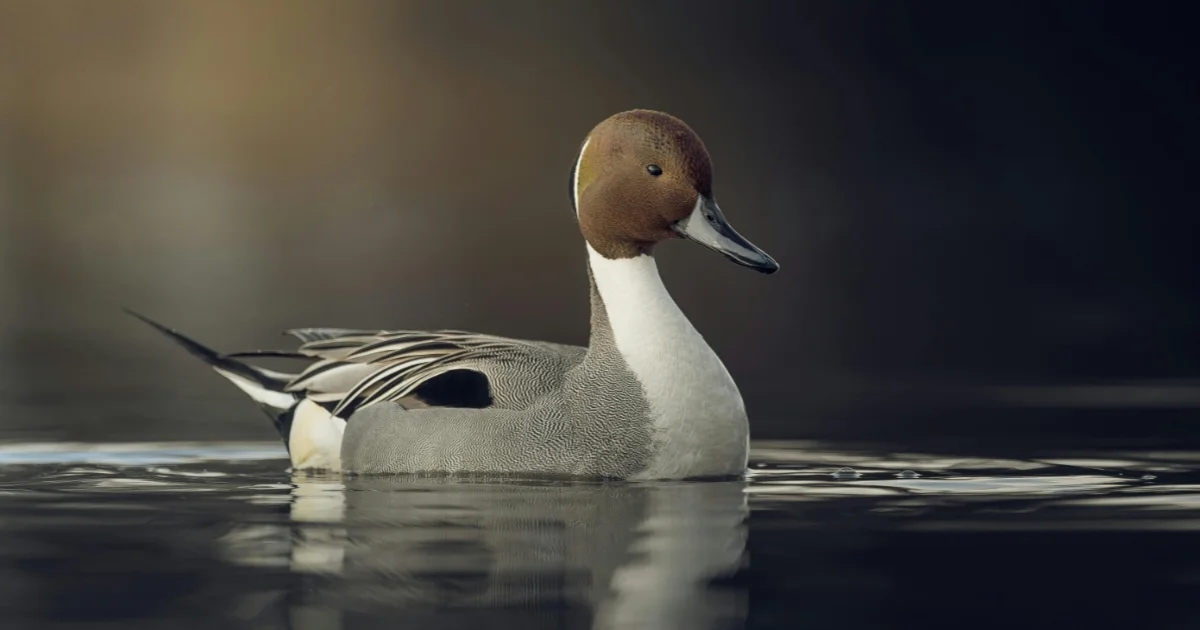 Northern Pintail
