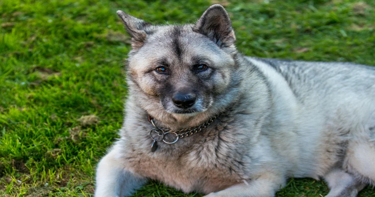 Norwegian Elkhound