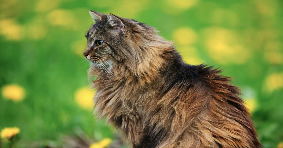 Norwegian Forest