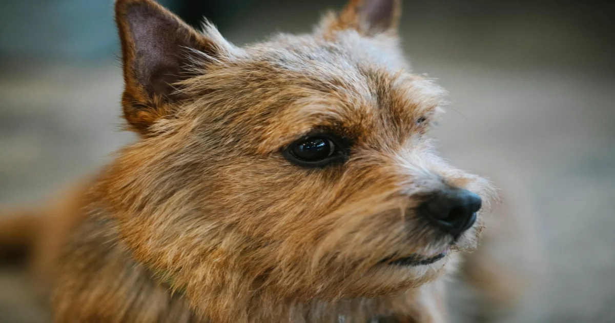 Norwich Terrier