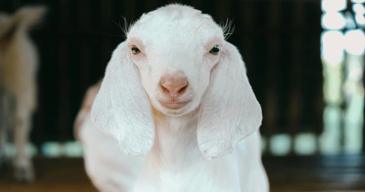 Nubian Goat