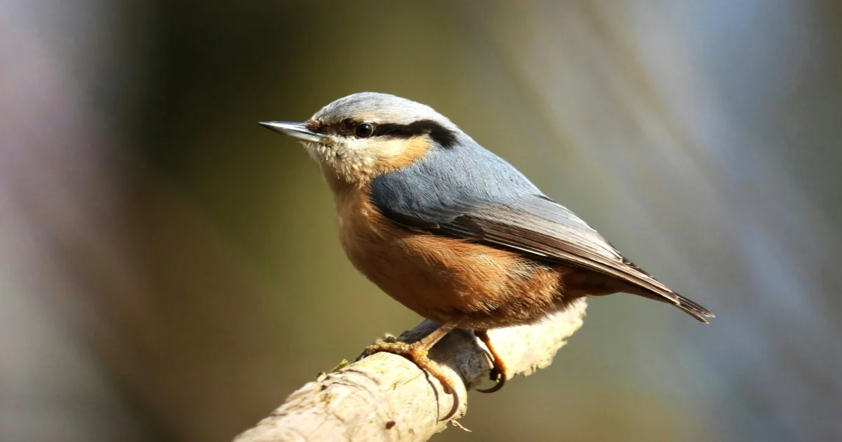 Nuthatch