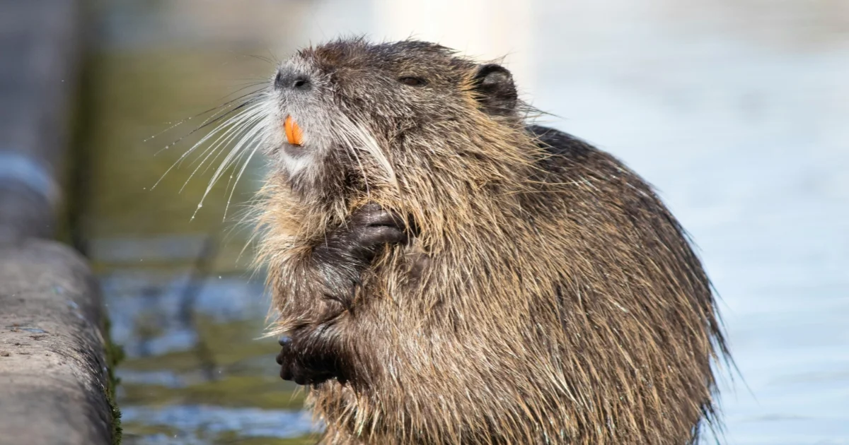 Nutria