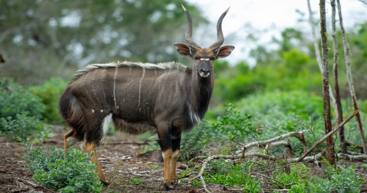 Nyala