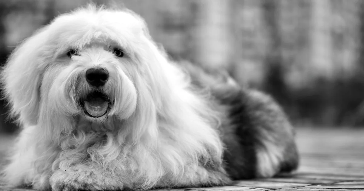 Old English Sheepdog