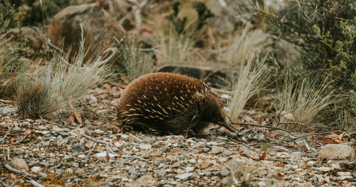 Photo of Echidna Photo of Echidna