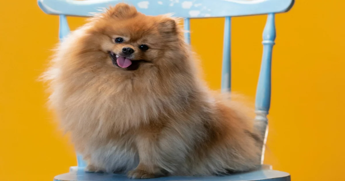 Photo of Pomeranian