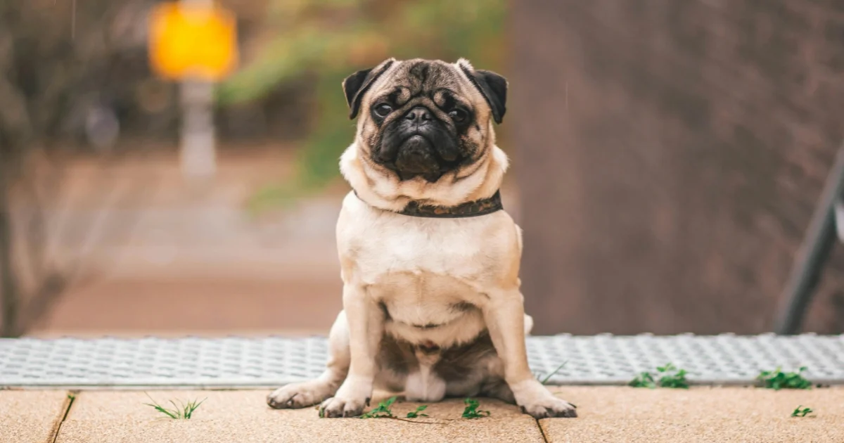 Pug