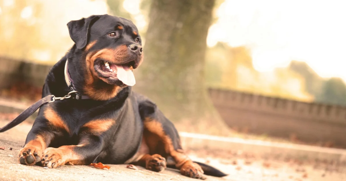 Rottweiler