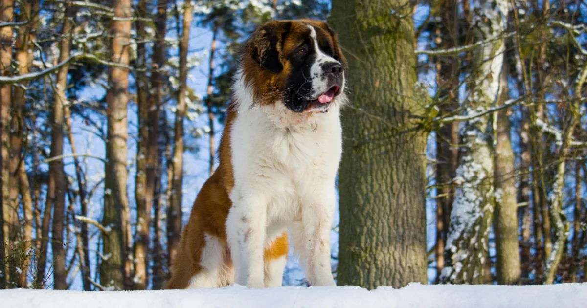 Saint Bernard