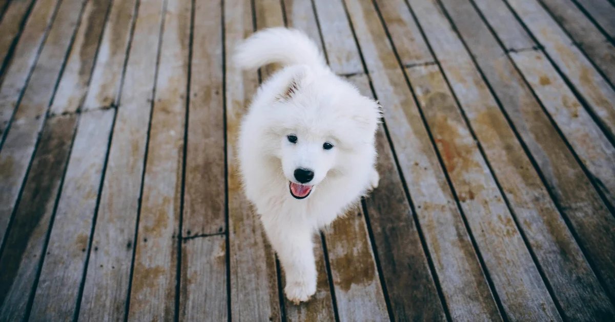 Samoyed