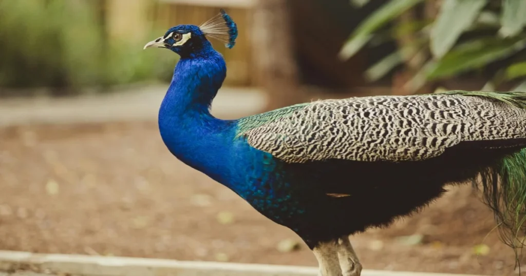 Side View of a Colourful Peacock