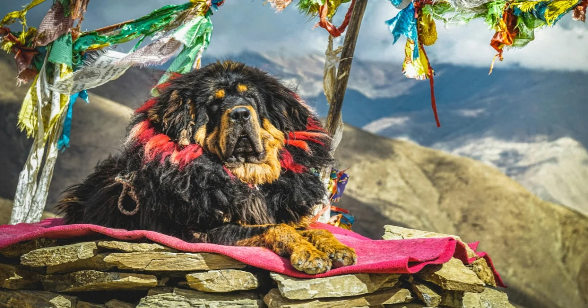 Tibetan Mastiff