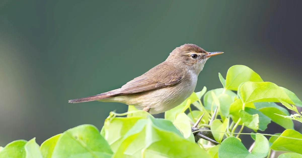 Upchers Warbler