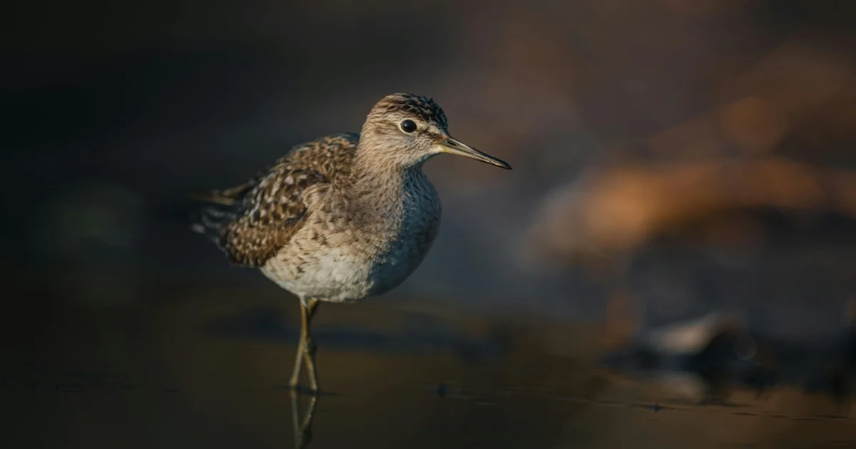 Upland Sandpiper