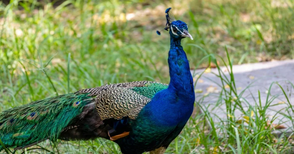 Vibrant Peacock in Lush Greenery Outdoors