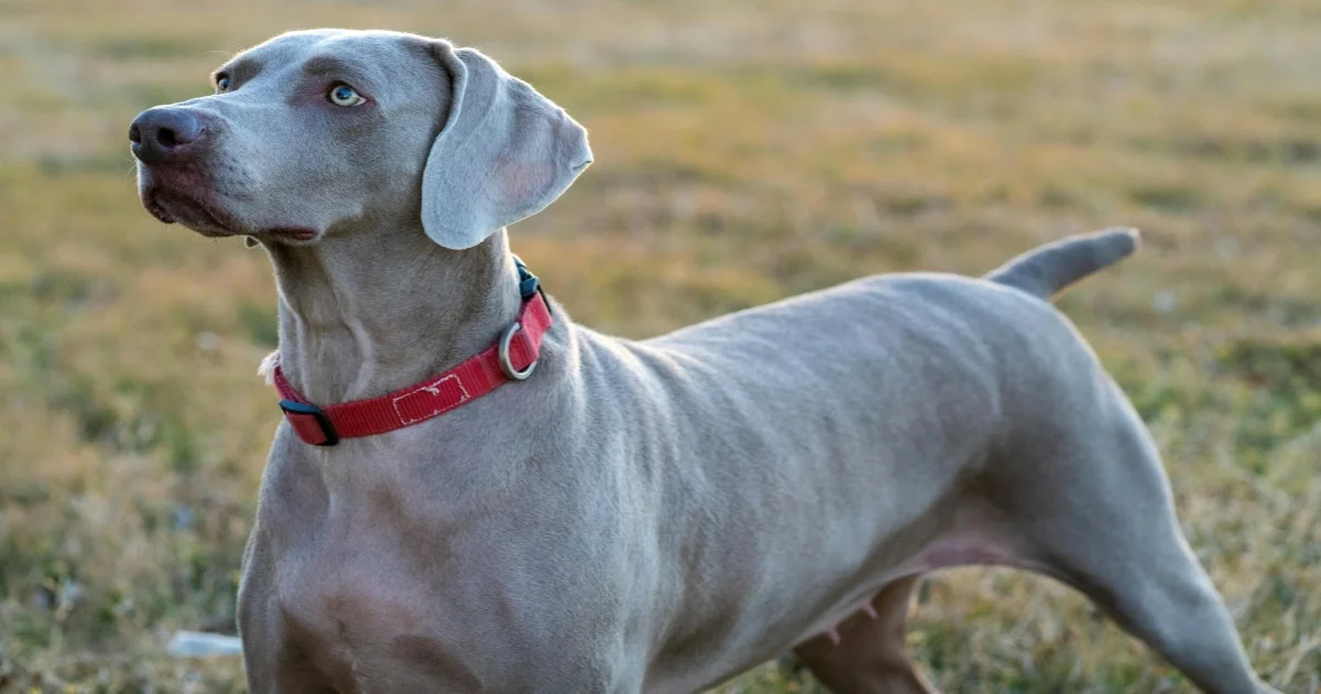 Weimaraner