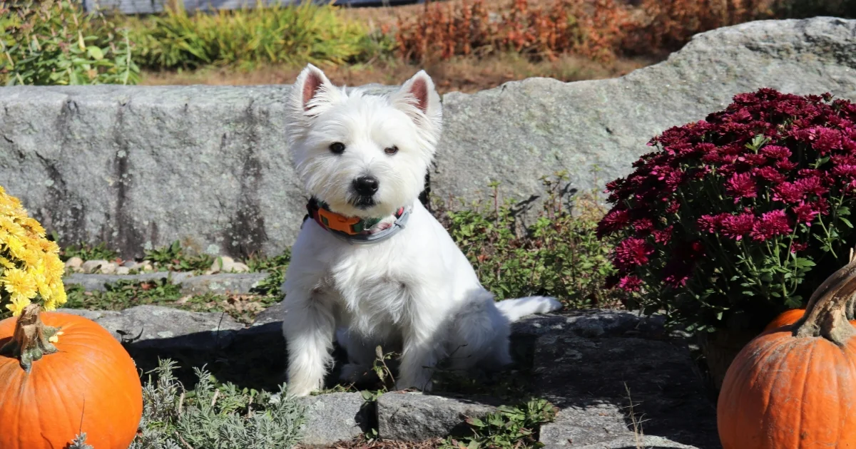 West Highland White Terrier