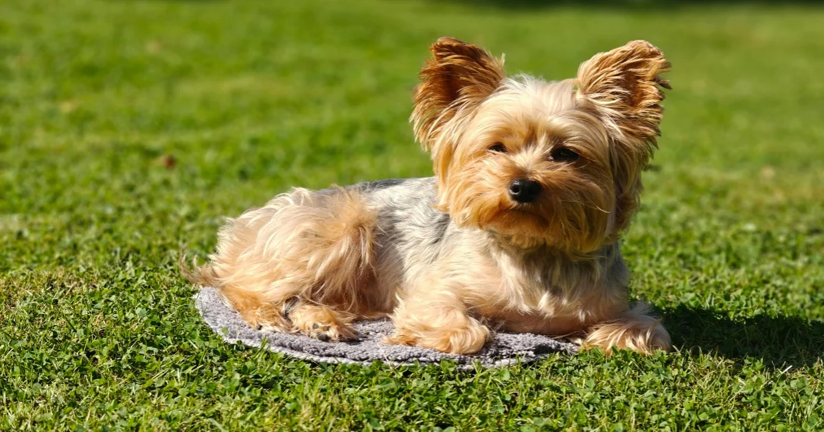 Yorkshire Terrier