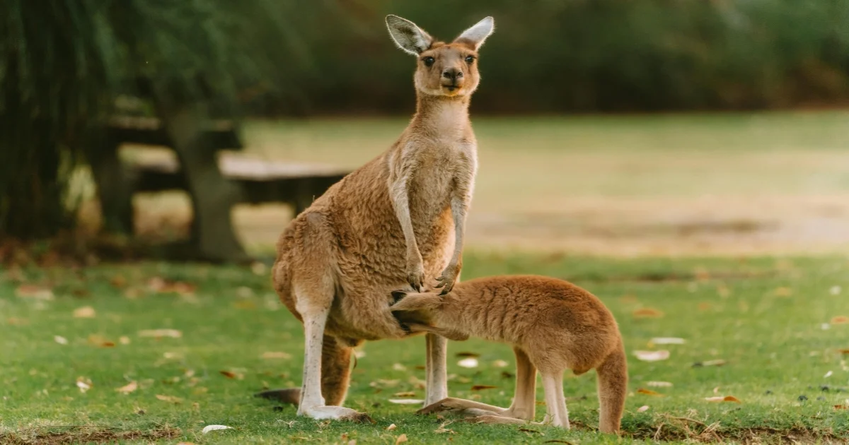10 Fascinating Animal Adaptations That Will Amaze You
