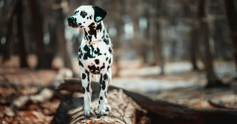 100+ Stunning Names for Female Dogs with Blue Eyes Cute & Unique