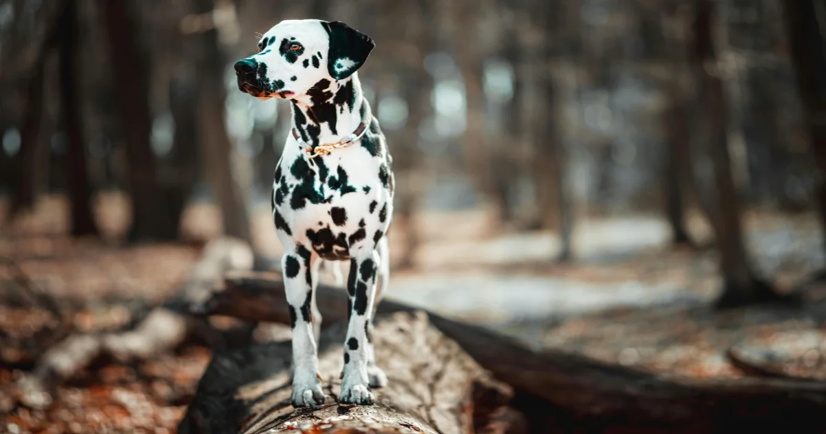 100+ Stunning Names for Female Dogs with Blue Eyes Cute & Unique