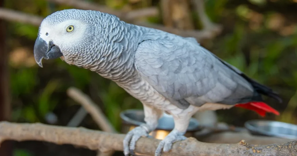 African Grey Parrot