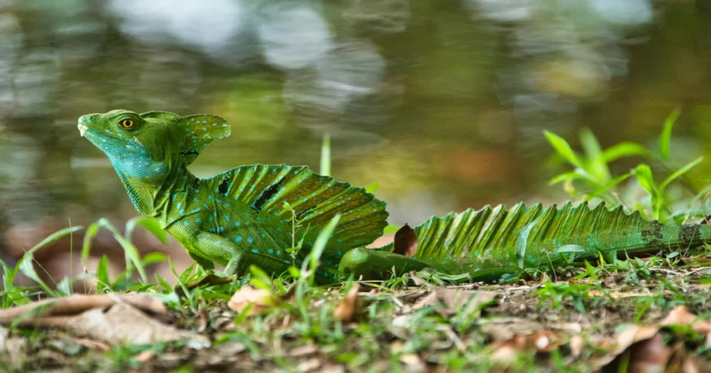animal adaptations Basilisk Lizard’s “Jesus Walk”