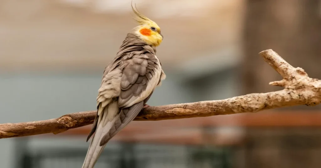 Cockatiel