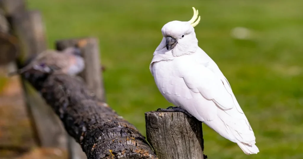 Cockatoo