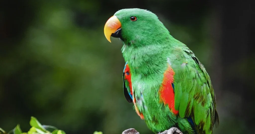Eclectus Parrot