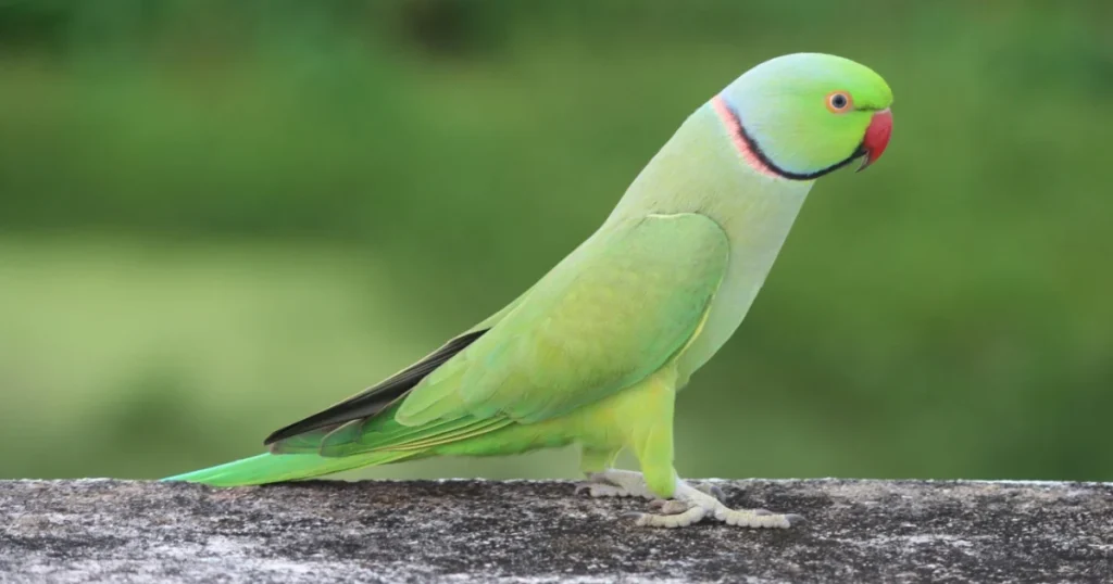 Indian Ringneck Parakeet