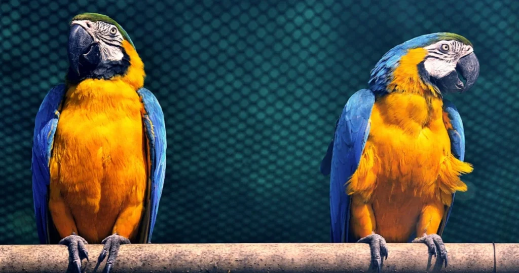 Macaws
