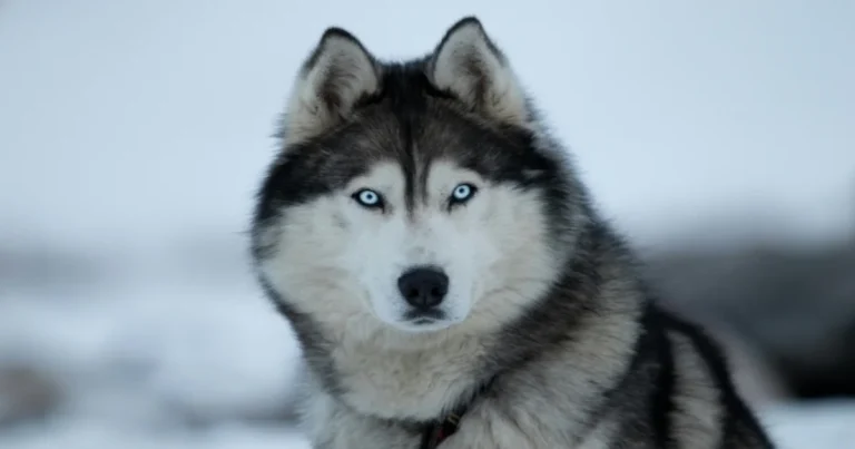 Names for Dogs with Blue Eyes