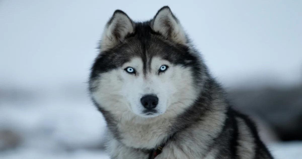 Names for Dogs with Blue Eyes