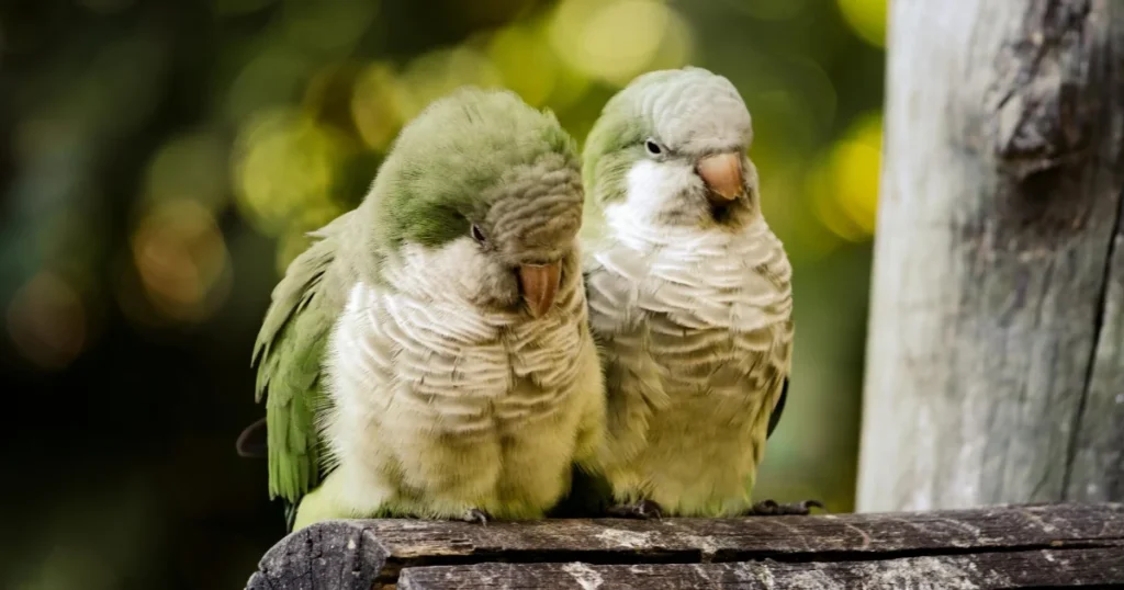 Quaker Parrot