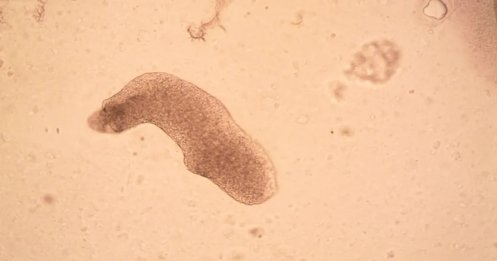 unique animal adaptations Tardigrades: The Immortal Micro-Animals