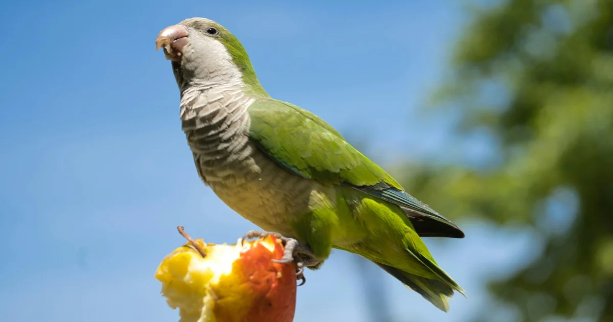 Top 10 Talking Birds That Make the Best Pets in 2025