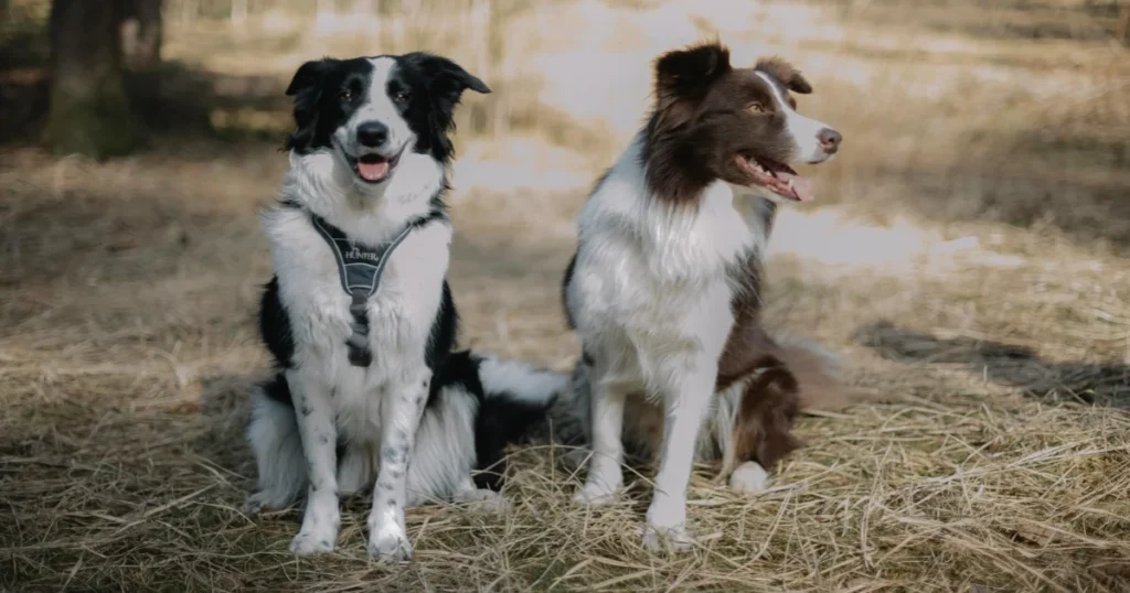 Two Border Collies