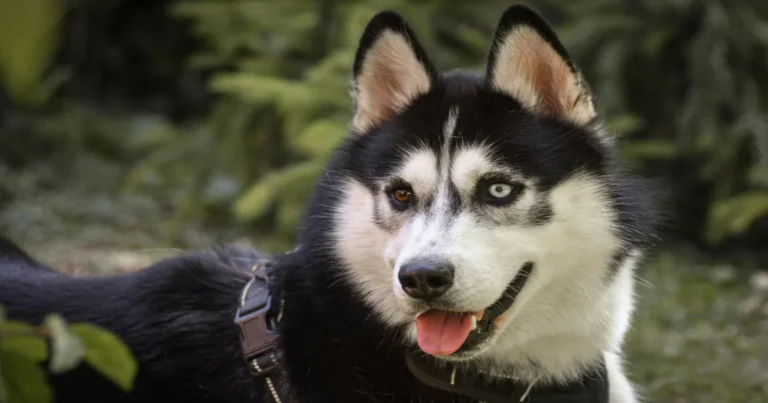 Types of Dogs with Blue Eyes – Popular Breeds & Facts