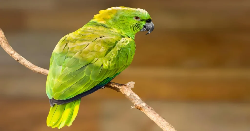 Yellow-Naped Amazon Parrot