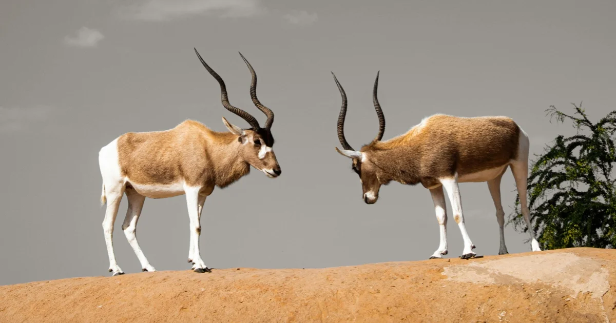 Addax Standing on Hill